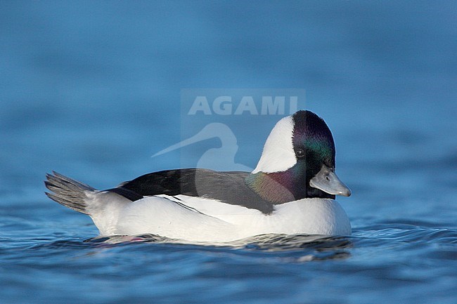 Bufflehead  (Bucephala albeola)  swimming in Victoria, BC, Canada. stock-image by Agami/Glenn Bartley,