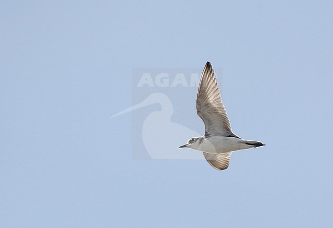 Adult Lesser Sand Plover (Charadrius mongolus) in flight at Khok Kham, Thailand. Flying overhead. stock-image by Agami/Helge Sorensen,