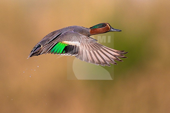 Eurasian Teal (Anas crecca) in Italy. stock-image by Agami/Daniele Occhiato,