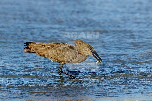 Hamerkop met  visje, Hammerhead with fish, stock-image by Agami/Walter Soestbergen,