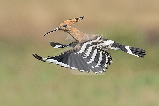 Eurasian Hoopoe (Upupa epops) in Italy stock-image by Agami/Alain Ghignone,