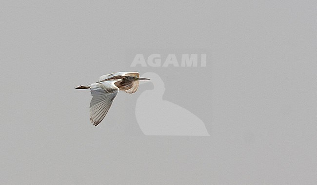 First winter Squacco Heron, Ardeola ralloides during migration in Egypt stock-image by Agami/Edwin Winkel,