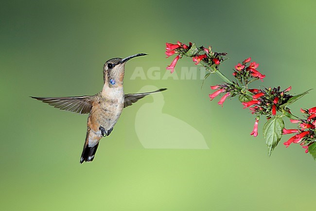 Immature male Lucifer Hummingbird (Calothorax lucifer) in flight against a green background in Brewster County, Texas, USA in September 2016. stock-image by Agami/Brian E Small,