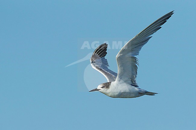 1st summer Common Tern (Sterna hirundo) in flight against a bue sky in Galveston Co., Texas, USA during April 2017. stock-image by Agami/Brian E Small,