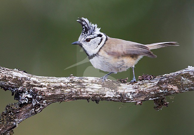 Crested Tit - Haubenmeise - Lophophanes cristatus ssp. cristatus, Austria, adult stock-image by Agami/Ralph Martin,