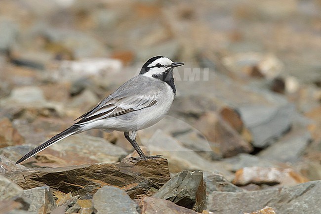 Adult male East Siberian Wagtail (Motacilla ocularis) in breeding plumage. Standing on the ground in Seward Peninsula, Alaska, United States. stock-image by Agami/Brian E Small,