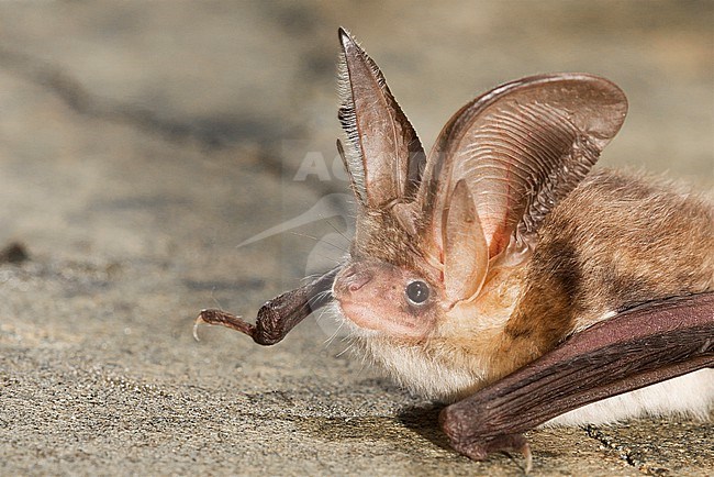 Brown long-eared bat is sitting on a wall. stock-image by Agami/Theo Douma,