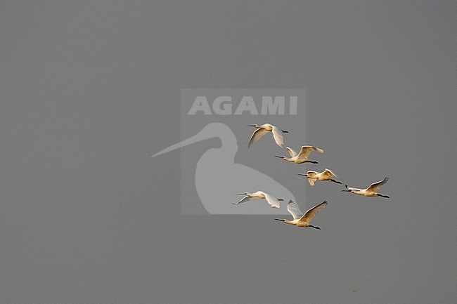 Eurasian Spoonbills - Löffler - Platalea leucorodia ssp. leucorodia, Germany, in flight stock-image by Agami/Ralph Martin,