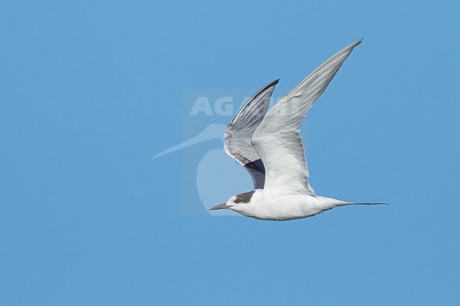 Adult non-breeding Common Tern (Sterna hirundo) in flight
Galveston Co., TX
April 2017 stock-image by Agami/Brian E Small,