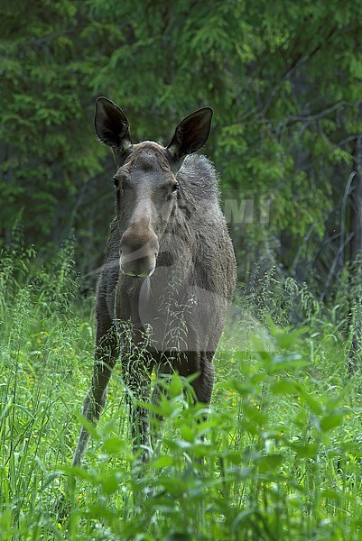 Elk (Alces alces), front view of a young elk in Lapland, Finland stock-image by Agami/Kari Eischer,