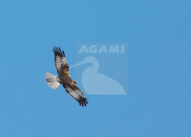 Subadult (third year) male Marsh Harrier (Circus aeruginosus) above a Spanish wetland in early spring. Showing upper wing. stock-image by Agami/Edwin Winkel,