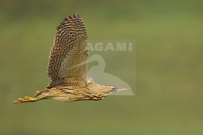 Roerdomp; Great Bittern; Botaurus stellaris stock-image by Agami/Daniele Occhiato,