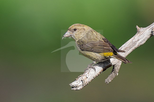 Adult female
Jefferson Co., CO
June 2023 stock-image by Agami/Brian E Small,