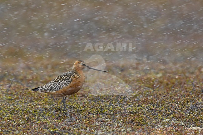 Bar-tailed Godwit adult perched on tundra; Rosse Grutto adult zittend op toendra stock-image by Agami/Jari Peltomäki,