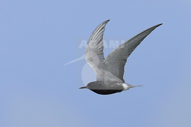 Adult American Black Tern (Chlidonias niger surinamensis) in breeding plumage.
Flying in Galveston County, Texas, in April 2016. stock-image by Agami/Brian E Small,