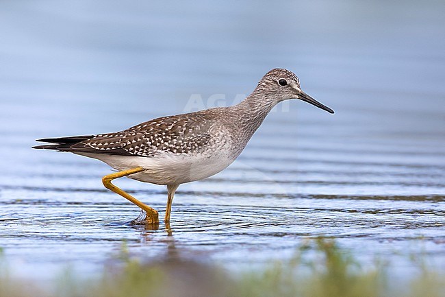 Lesser Yellowlegs (Tringa flavipes) on the Azores. A scarce transcontinental vagrant to Europe. stock-image by Agami/Daniele Occhiato,