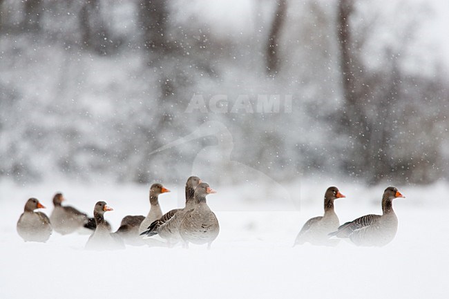 Grauwe Ganzen in een sneeuwbui; Greylag Geese in snow blizzard stock-image by Agami/Menno van Duijn,