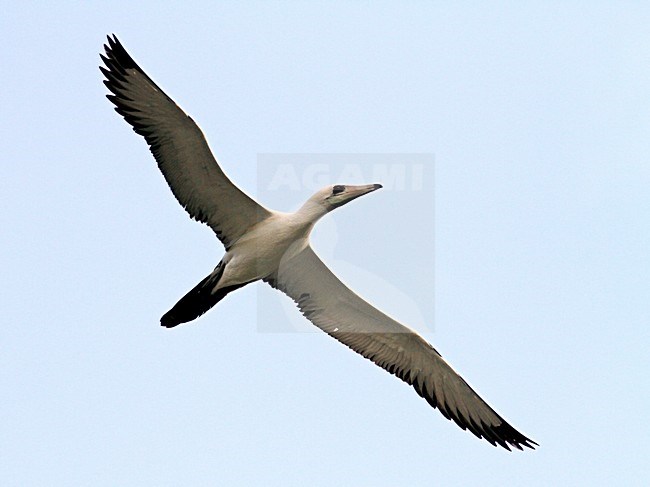 Abbotts Gent in vlucht, Abbott's Booby in flight stock-image by Agami/Pete Morris,