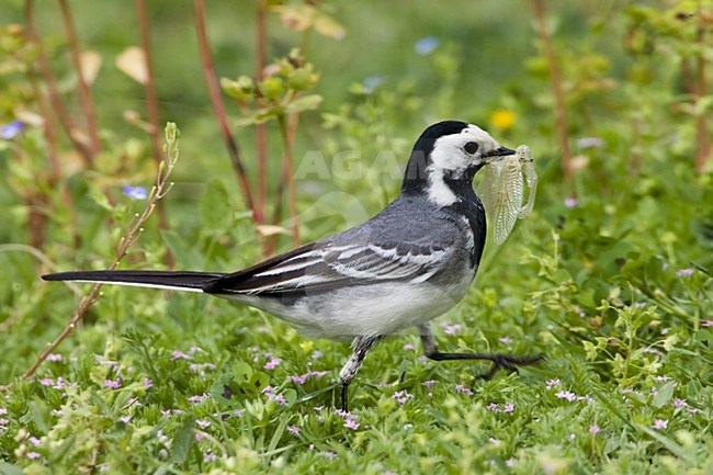 White Wagtail adult with insect, Witte kwikstaart adult met insekt stock-image by Agami/Daniele Occhiato,