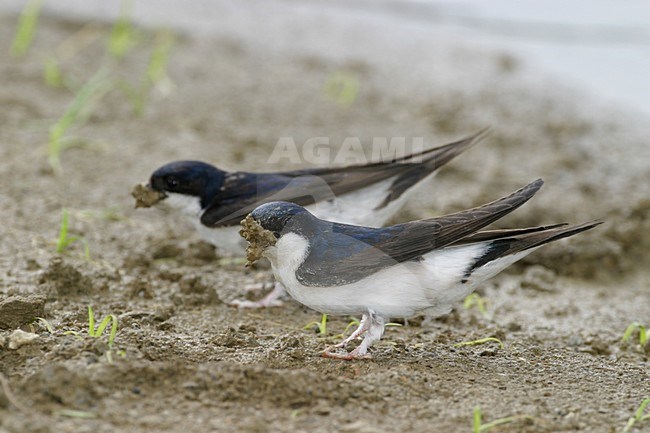 Common House Martin collecting mud; Huiszwaluw modder verzamelend stock-image by Agami/Daniele Occhiato,