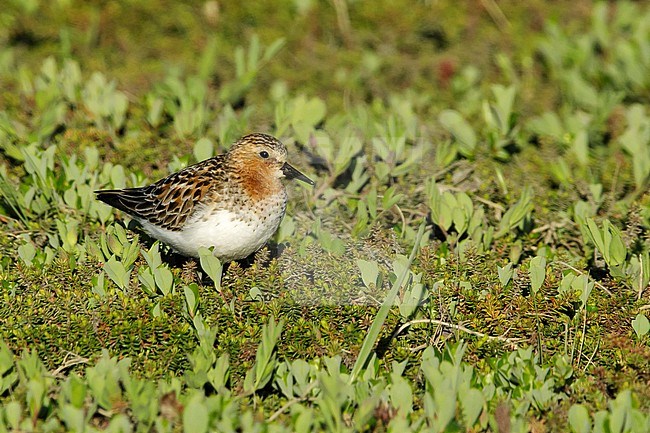 Adult Red-necked Stint (Calidris ruficollis) in breeding plumage at tundra of Seward Peninsula, Alaska, USA during June 2018. stock-image by Agami/Brian E Small,