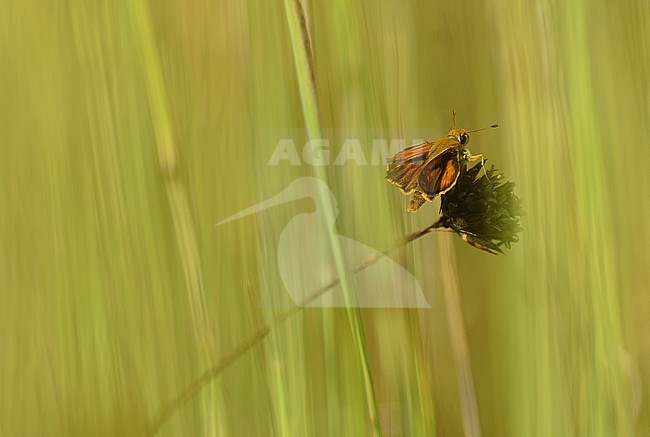 Zwartsprietdikkopje, Essex skipper stock-image by Agami/Rob de Jong,