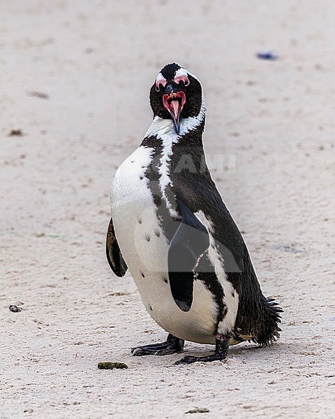Jackass Penguin sitting in Boulder's beach, Simon's Town, South Africa. June 2014. stock-image by Agami/Vincent Legrand,
