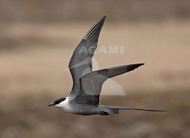 Kleinste Jager in broedgebied; Long-tailed Skua  in breeding habitat stock-image by Agami/Jari Peltomäki,