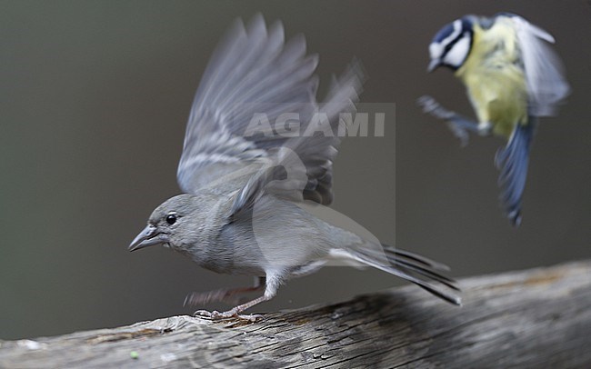 Tenerife Blue Chaffinch (Fringilla teydea) female landing at Tenerife, Canary Islands stock-image by Agami/Helge Sorensen,