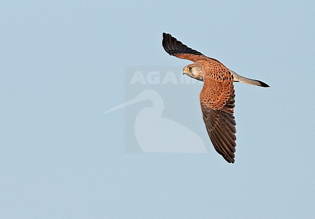 Torenvalk mannetje vliegend; Common Kestrel male flying stock-image by Agami/Jari Peltomäki,