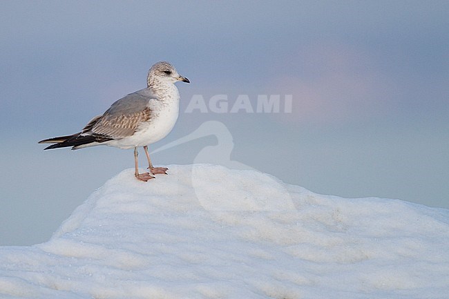 Common Gull - Sturmmöwe - Larus canus ssp. canus, Switzerland, 2nd cy stock-image by Agami/Ralph Martin,