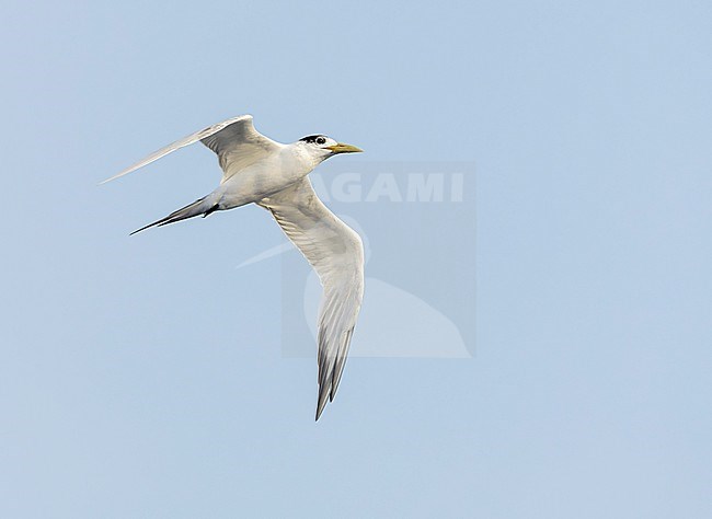 Greater Crested Tern (Thalasseus bergii cristatus) at sea in the Pacific Ocean, around the Solomon Islands. stock-image by Agami/Marc Guyt,