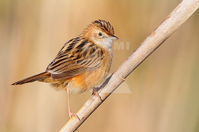 Zitting Cisticola, Perched on a stem, Campania, Italy (Cisticola juncidis) stock-image by Agami/Saverio Gatto,