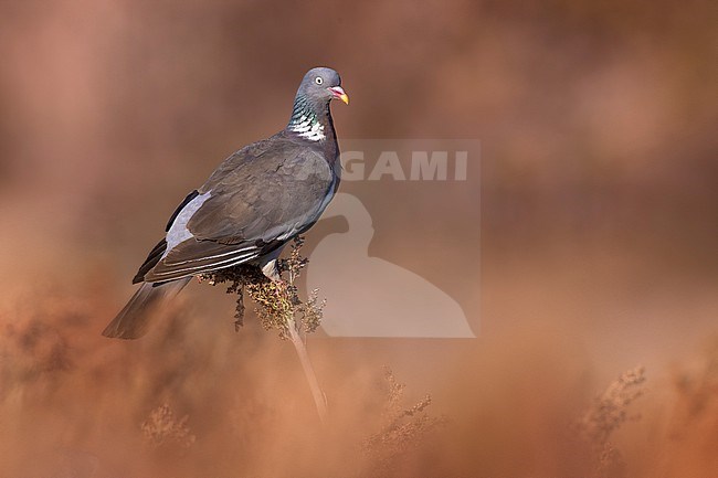 Common wood pigeon, Columba palumbus, in Italy. stock-image by Agami/Daniele Occhiato,