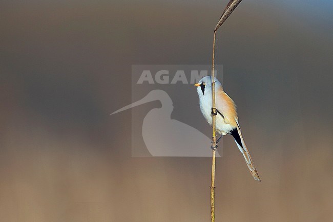 Bearded Reedling - Bartmeise - Panurus biarmicus ssp. biarmicus, Germany, adult male stock-image by Agami/Ralph Martin,