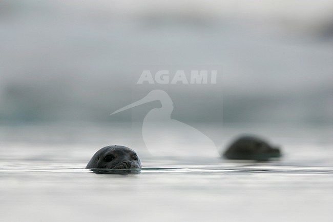 Gewone zeehond met kop zichtbaar; Common Seal with head visible stock-image by Agami/Menno van Duijn,