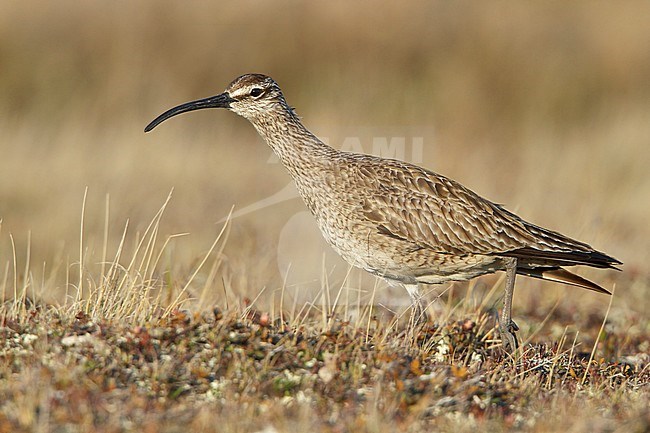 Whimbrel (Numenius phaeopus) perched on the tundra in Churchill, Manitoba, Canada. stock-image by Agami/Glenn Bartley,