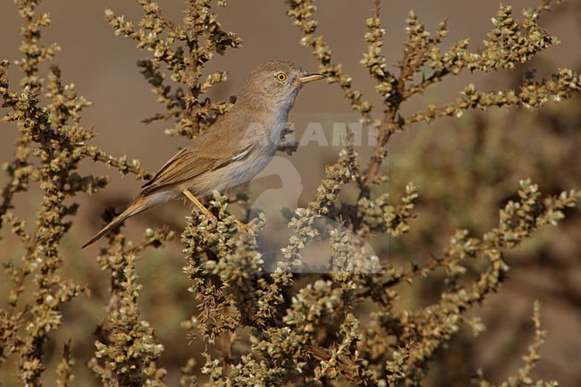 Woestijngrasmus in lage struikjes Asian Desert Warbler is low scrub stock-image by Agami/Daniele Occhiato,