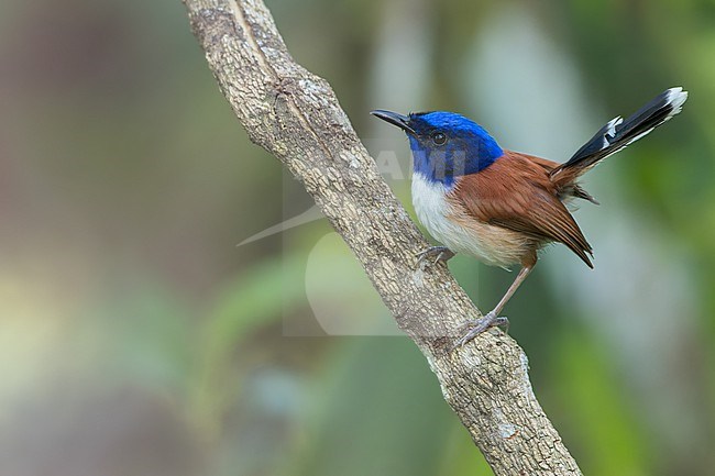 Emperor Fairywren (Malurus cyanocephalus) Perched on a branch in Papua New Guinea stock-image by Agami/Dubi Shapiro,