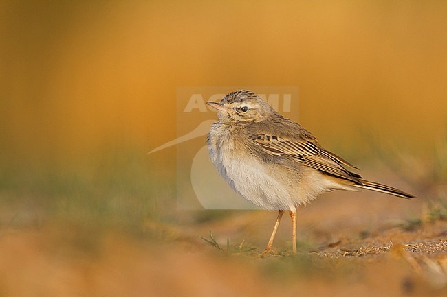 Tawny Pipit - Brachpieper - Anthus campestris, Oman stock-image by Agami/Ralph Martin,