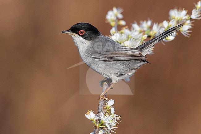 Sardinian Warbler (Sylvia melanocephala), side view of an adult male perched on a Blackthorn branch, Campania, Italy stock-image by Agami/Saverio Gatto,