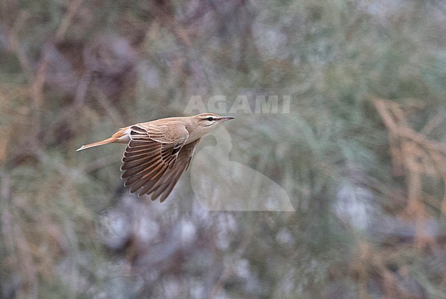 Side view of a Rufous-tailed Scrub Robin (Cercotrichas galactotes) in flight in Israel stock-image by Agami/Markku Rantala,