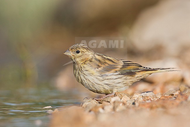 European Serin, Europese Kanarie, Serinus serinus Croatia, juvenile stock-image by Agami/Ralph Martin,