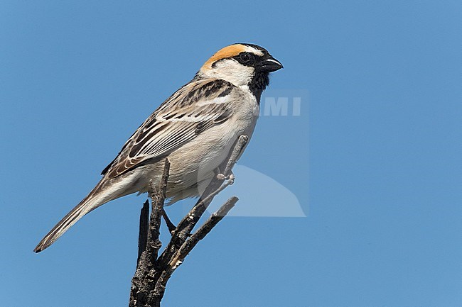 Saxaul Sparrow; Passer ammodendri nigricans stock-image by Agami/Daniele Occhiato,