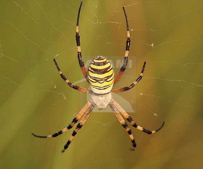 Wasp spider (Argiope bruennichi) on his web, against a green backgrounf, in Southern France. stock-image by Agami/Sylvain Reyt,