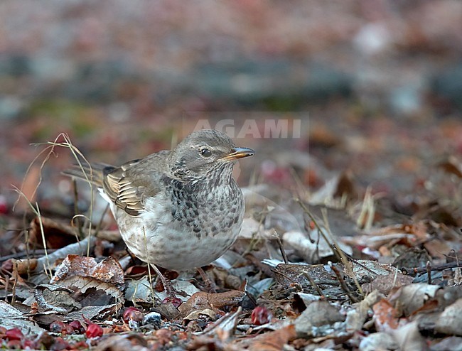 First winter hybrid Black-throated Thrush X Red-throated Thrush stock-image by Agami/Tomi Muukkonen,