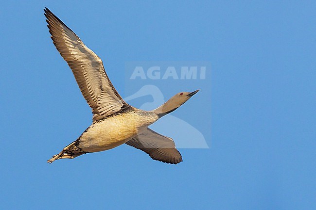 Red-throated Loon (Gavia stellata), adult in flight seen from below, Western Region, Iceland stock-image by Agami/Saverio Gatto,