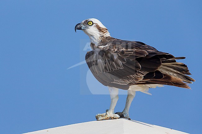Osprey (Pandion haliaetus), Standing on a post, Qurayyat, Muscat Governorate, Oman stock-image by Agami/Saverio Gatto,