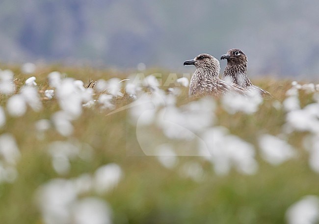 Pair of Great Skuas (Catharacta skua) during summer in the Shetland islands in Scotland. Standing in flowered covered green natural field. stock-image by Agami/Markus Varesvuo,