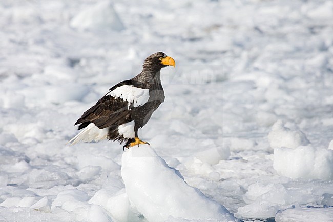 Steller Zeearend in de winter; Steller\'s Sea-eagle in winter stock-image by Agami/Marc Guyt,